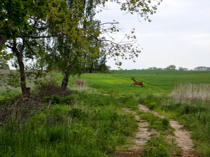 Drawsko Pomorskie — off-road na legalu — zdjęcie